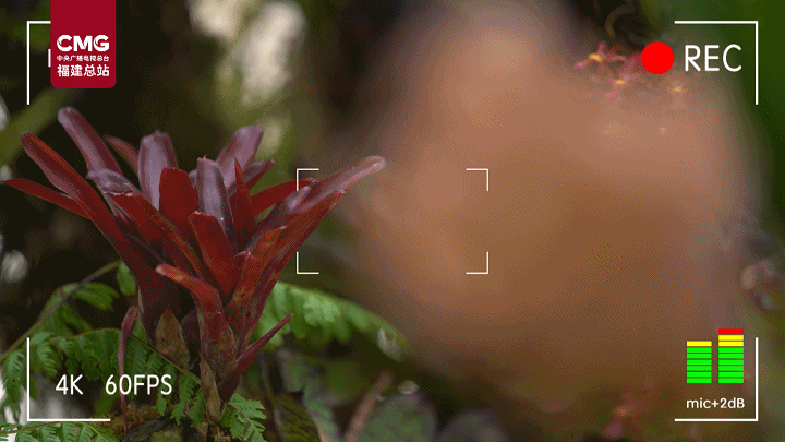 “兰”不住的向往：近千种兰花争奇斗艳