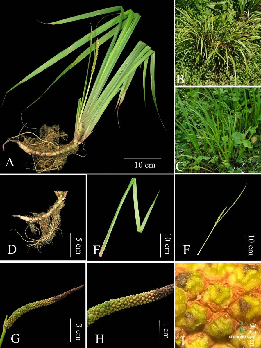 大学生逛菜市场发现新物种