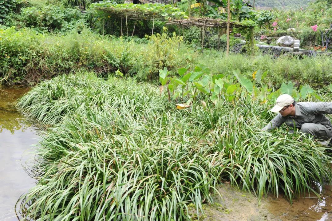 大学生逛菜市场发现新物种