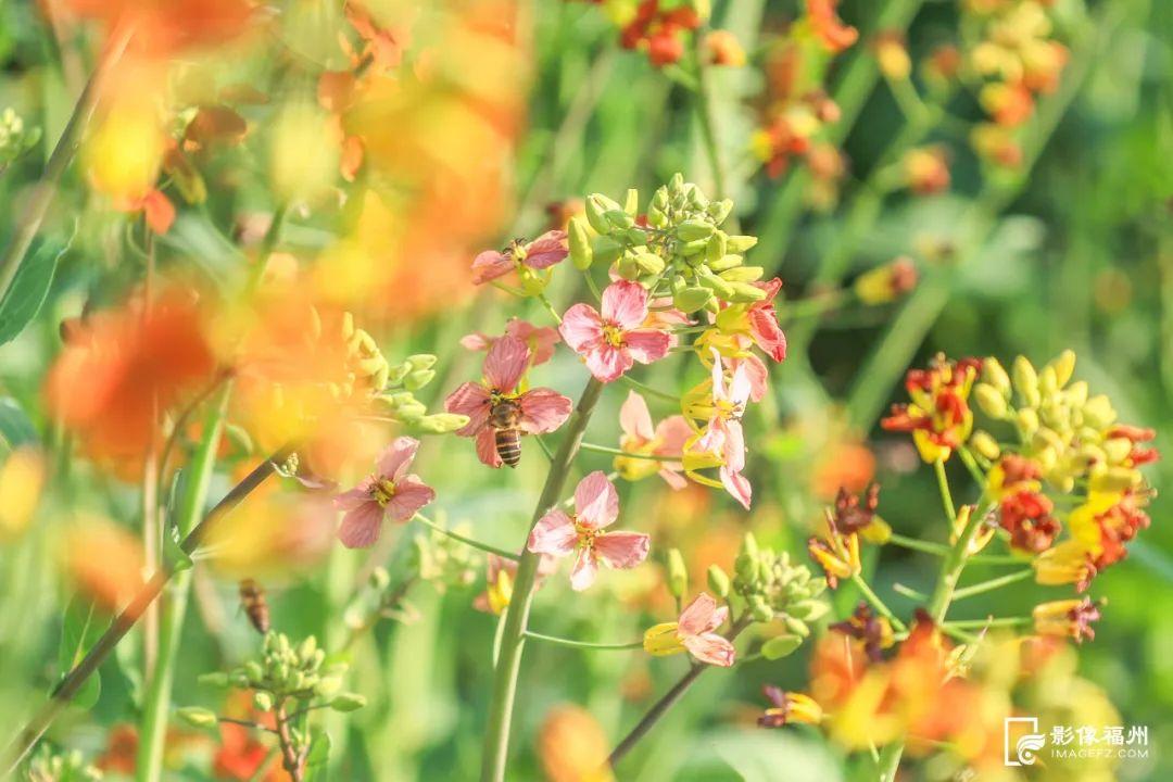 乘游船赏花！解锁游玩新体验！
