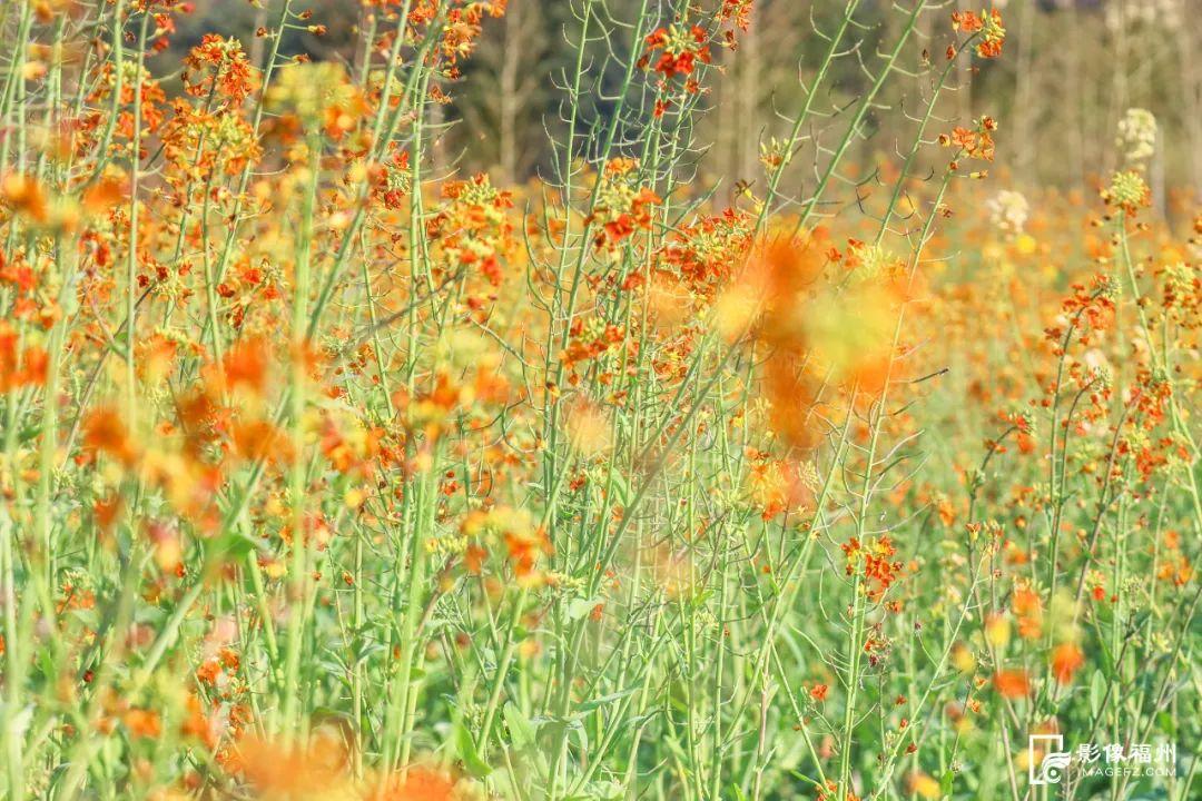 乘游船赏花！解锁游玩新体验！