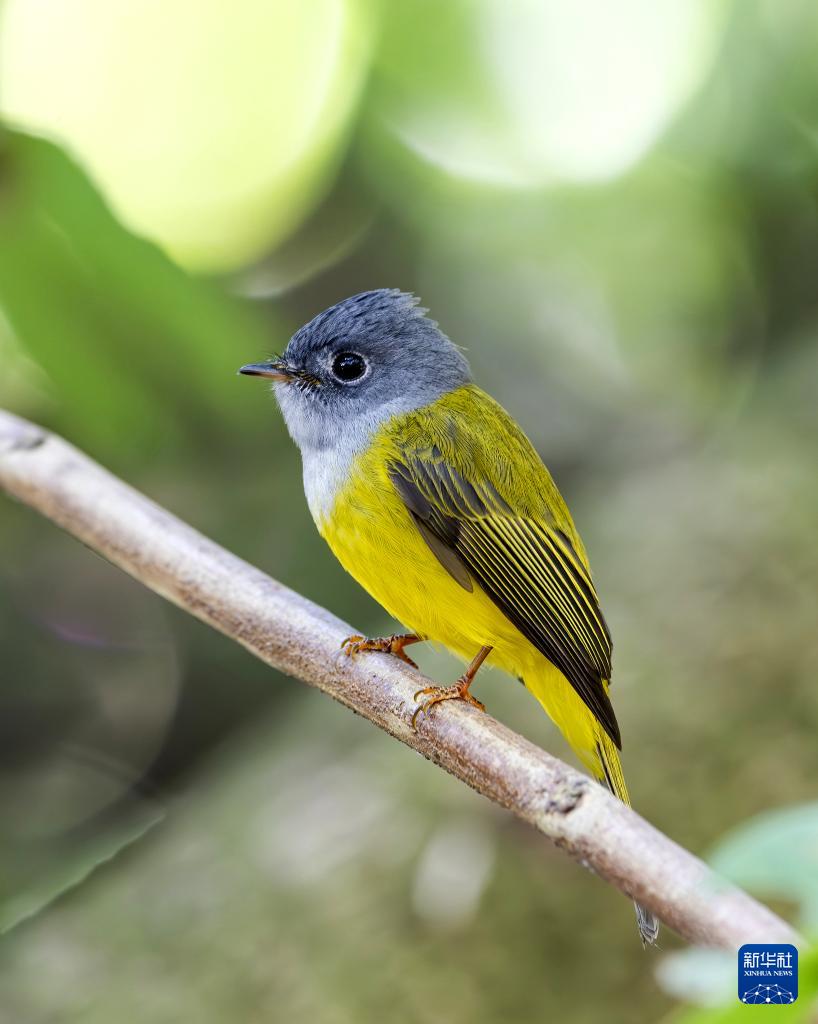 新华网关注：生态福建 百鸟乐园