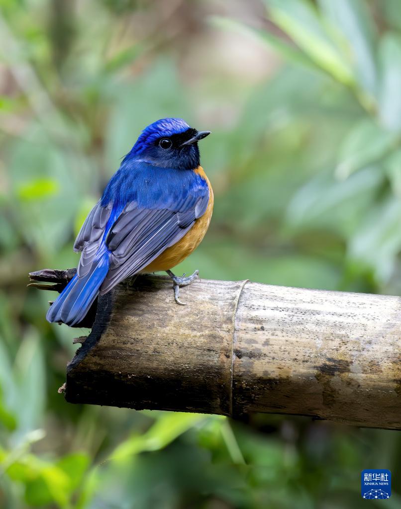 新华网关注：生态福建 百鸟乐园