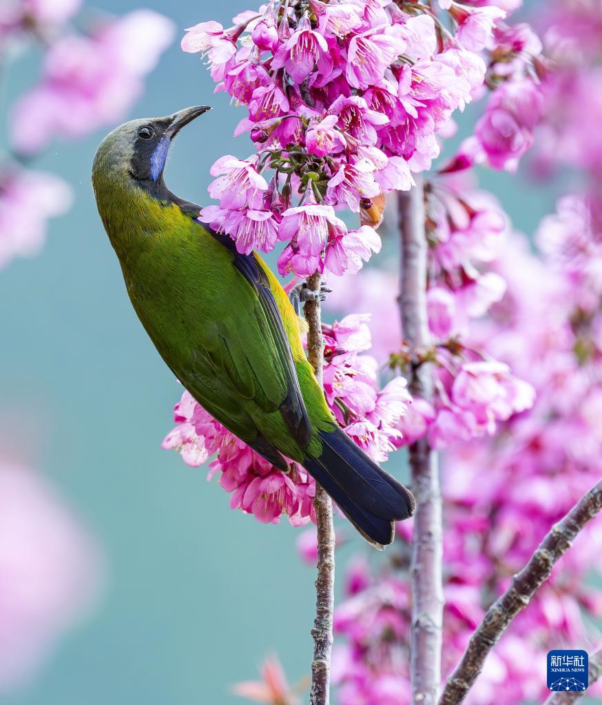 新华网关注：生态福建 百鸟乐园