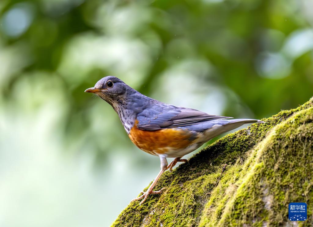 新华网关注：生态福建 百鸟乐园