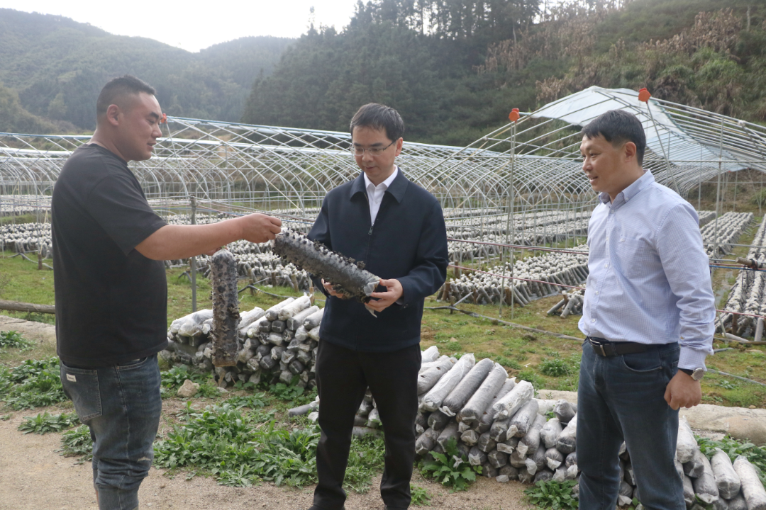 闽清县委主要领导调研乡村振兴工作