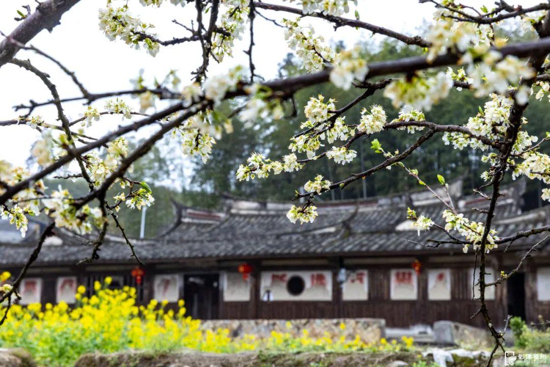 李花绽放，浪漫“春雪”