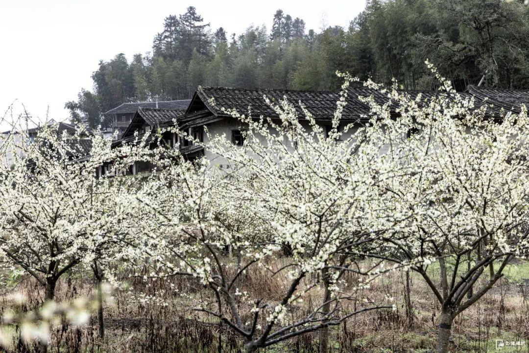 李花绽放，浪漫“春雪”