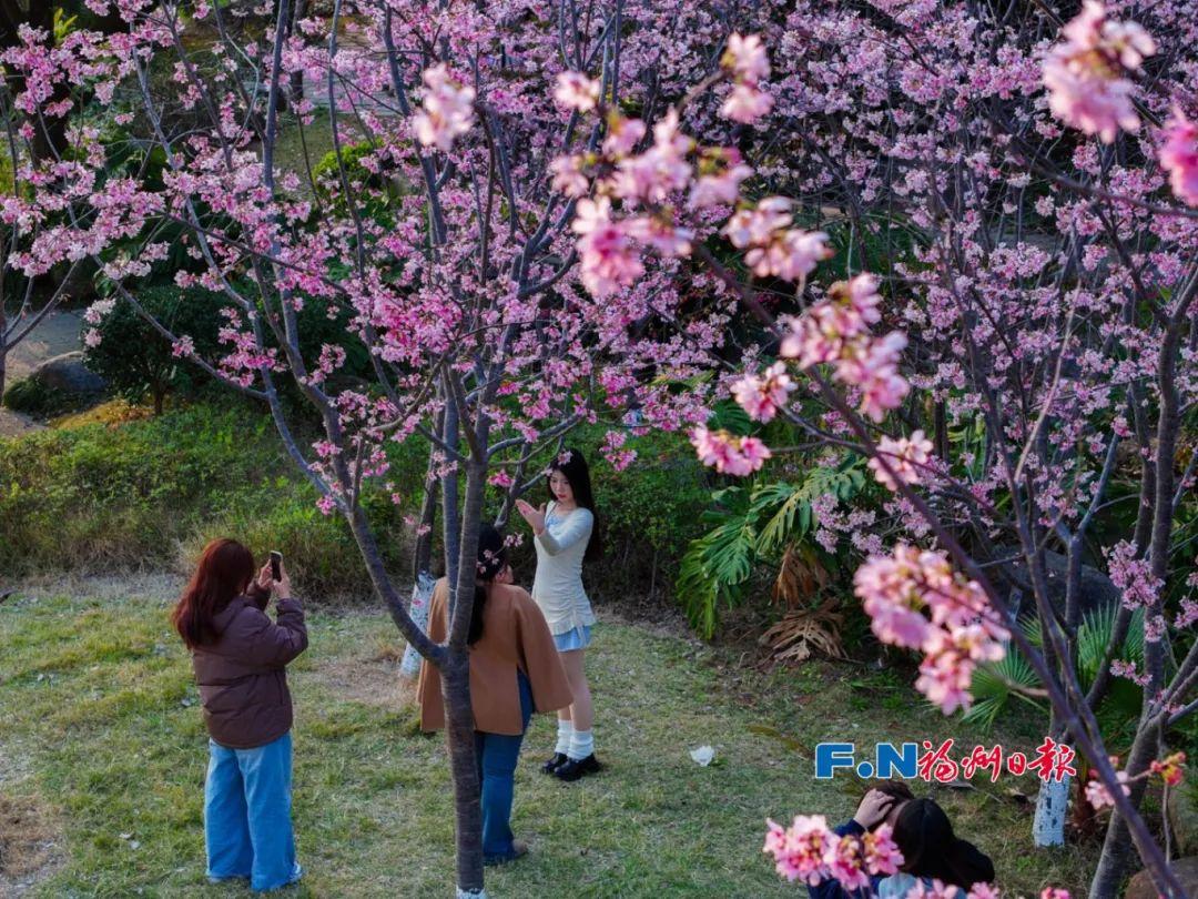 美翻!福州“晚樱”盛放!未来一周为最佳 美翻!福州“晚樱”盛放!未来一周为最佳