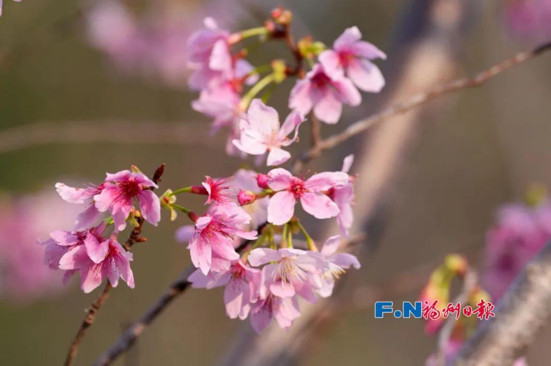 美翻!福州“晚樱”盛放!未来一周为最佳 美翻!福州“晚樱”盛放!未来一周为最佳