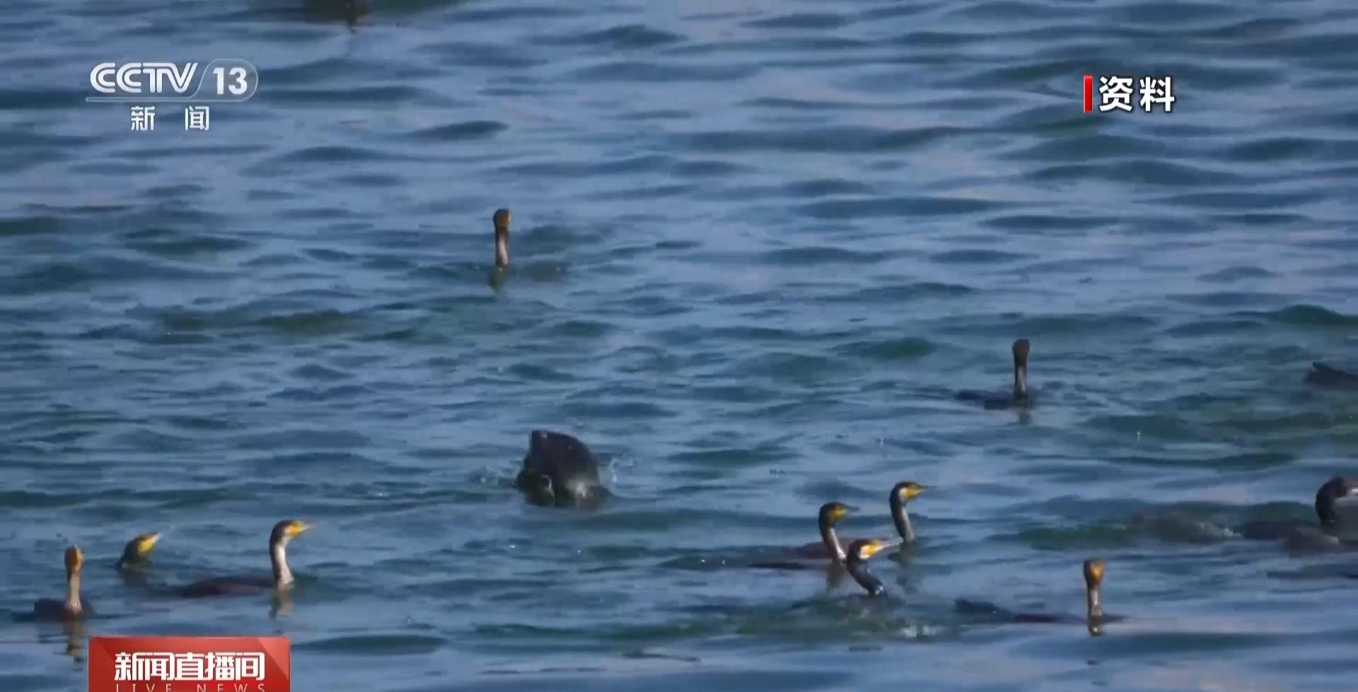 春天来了 厦门的鸟居然也变“恋爱脑”