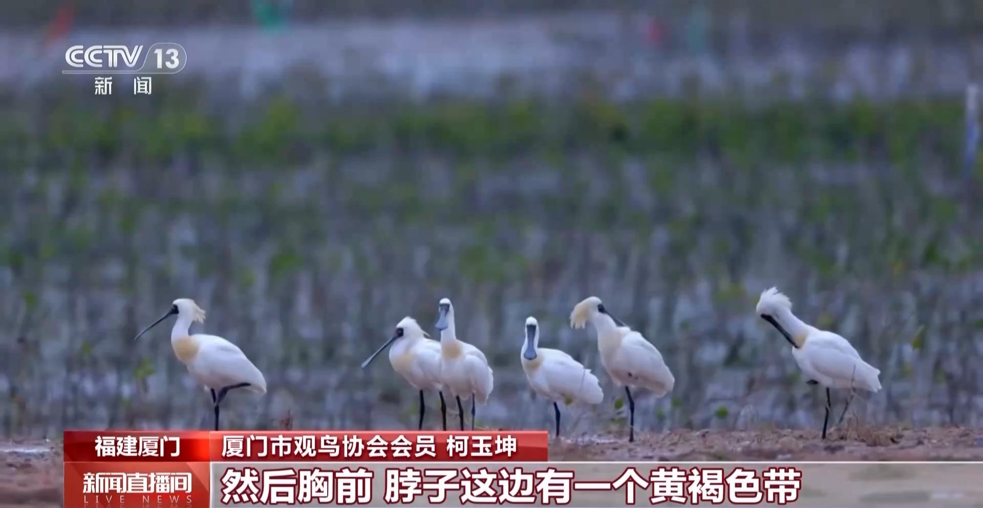 春天来了 厦门的鸟居然也变“恋爱脑”