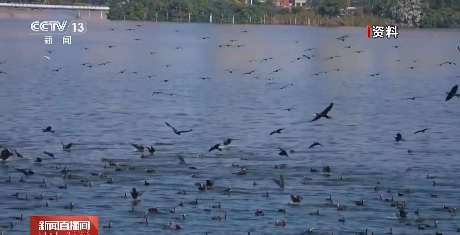 春天来了 厦门的鸟居然也变“恋爱脑”