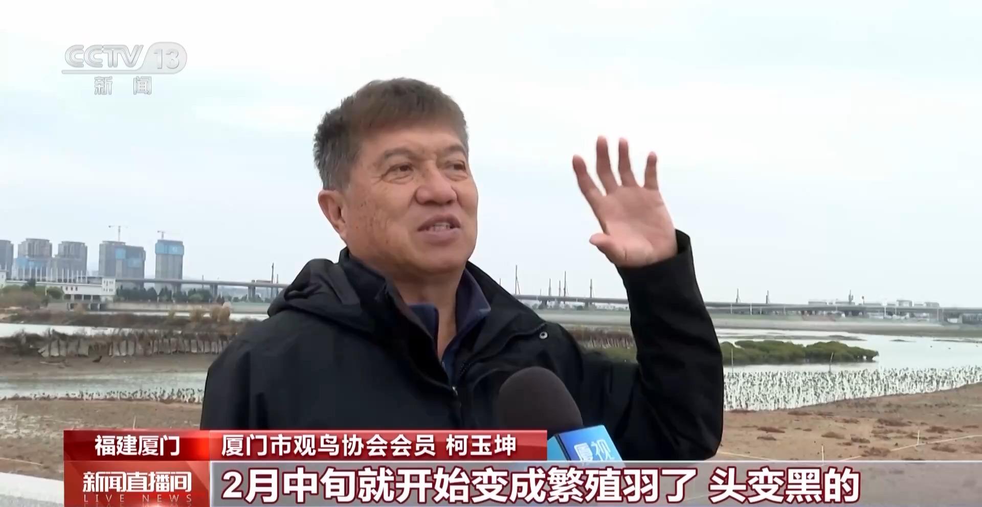 春天来了 厦门的鸟居然也变“恋爱脑”