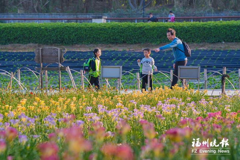 花海公园小苍兰盛放