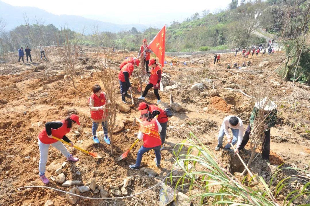种下一片绿！晋安区领导参加义务植树活动！
