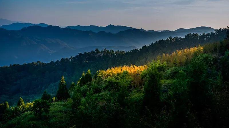 种下一片绿！晋安区领导参加义务植树活动！