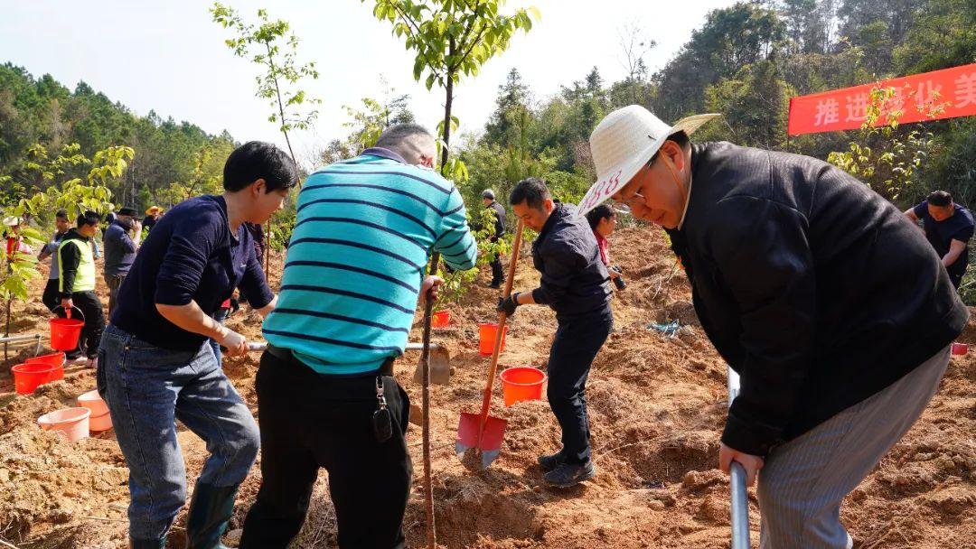 种下一片绿！晋安区领导参加义务植树活动！