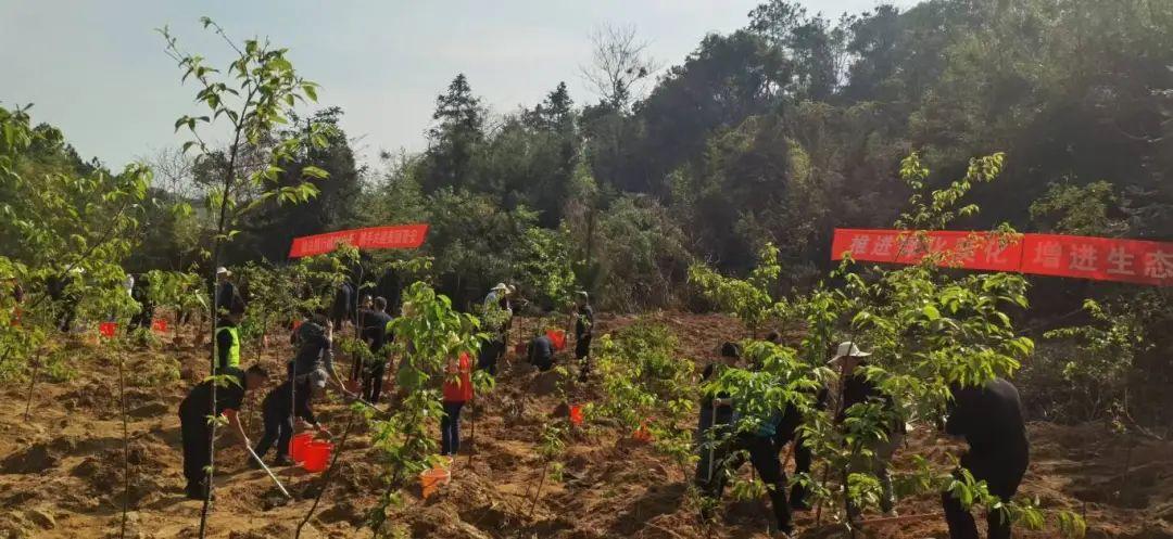 种下一片绿！晋安区领导参加义务植树活动！