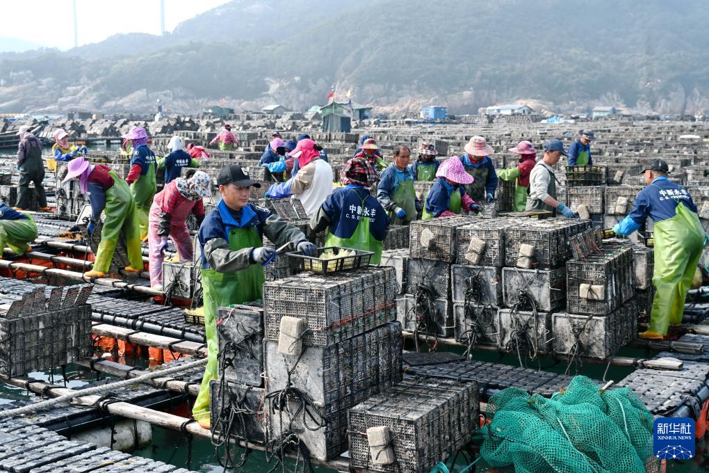 福建连江迎来鲍鱼投苗季