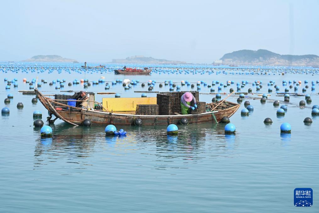 福建连江迎来鲍鱼投苗季