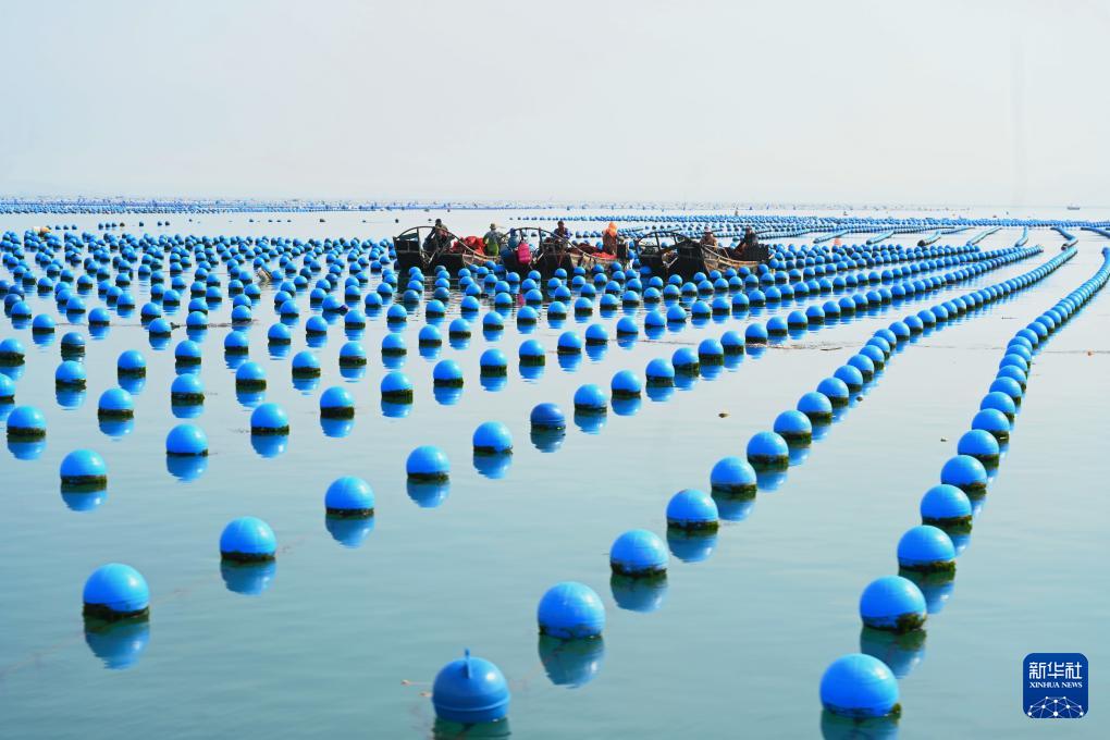 福建连江迎来鲍鱼投苗季