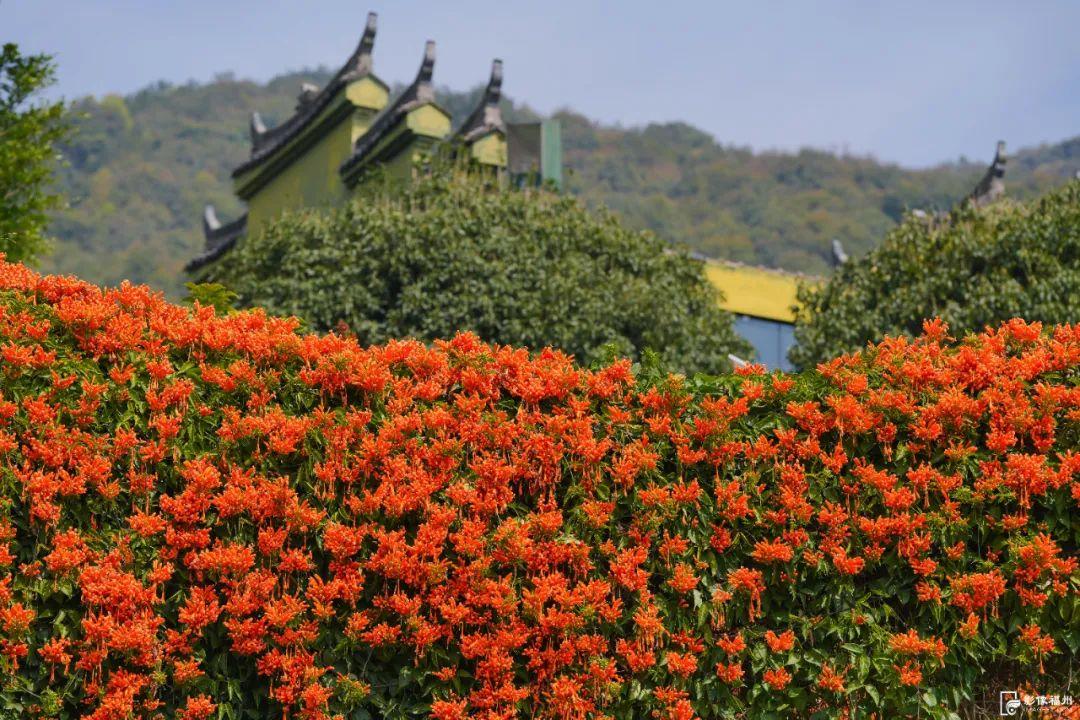古寺“簪花”!福州绝美花瀑上线! 古寺“簪花”!福州绝美花瀑上线!