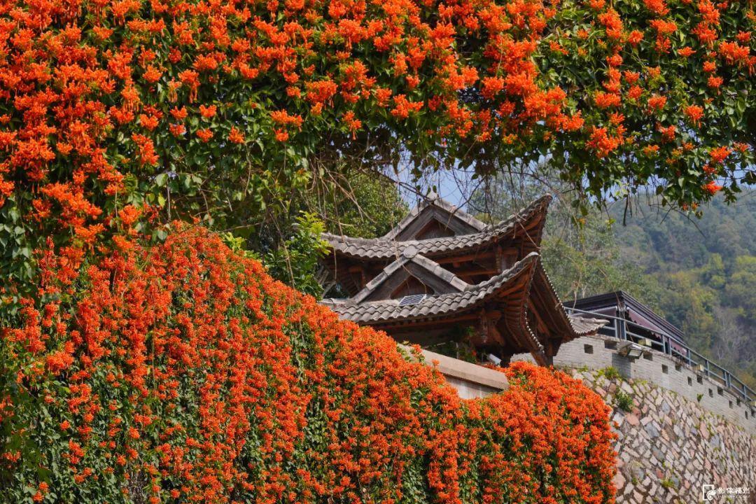 古寺“簪花”!福州绝美花瀑上线! 古寺“簪花”!福州绝美花瀑上线!