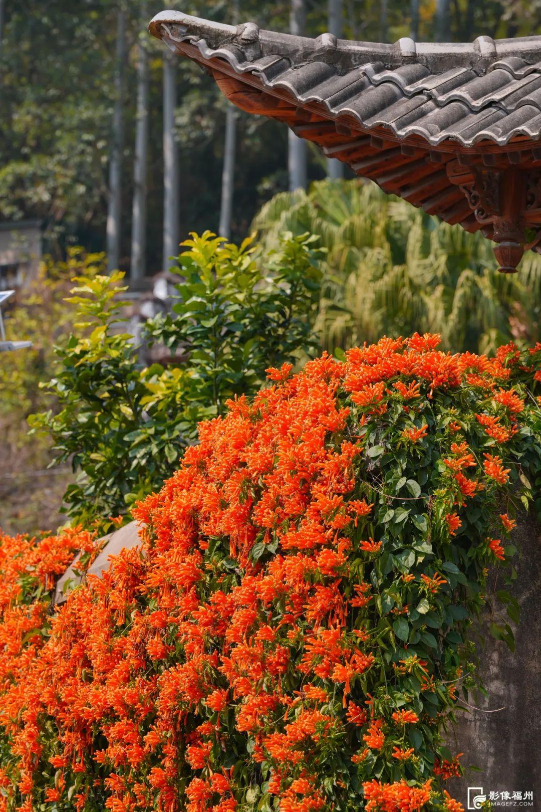 古寺“簪花”!福州绝美花瀑上线! 古寺“簪花”!福州绝美花瀑上线!