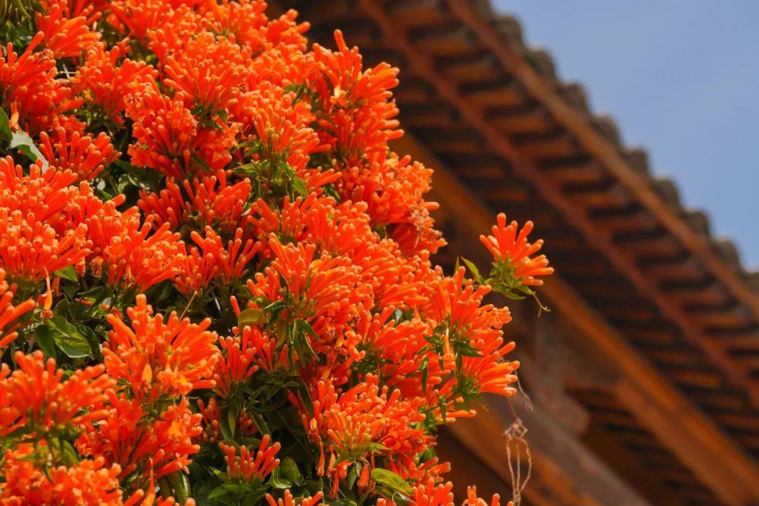 古寺“簪花”!福州绝美花瀑上线! 古寺“簪花”!福州绝美花瀑上线!
