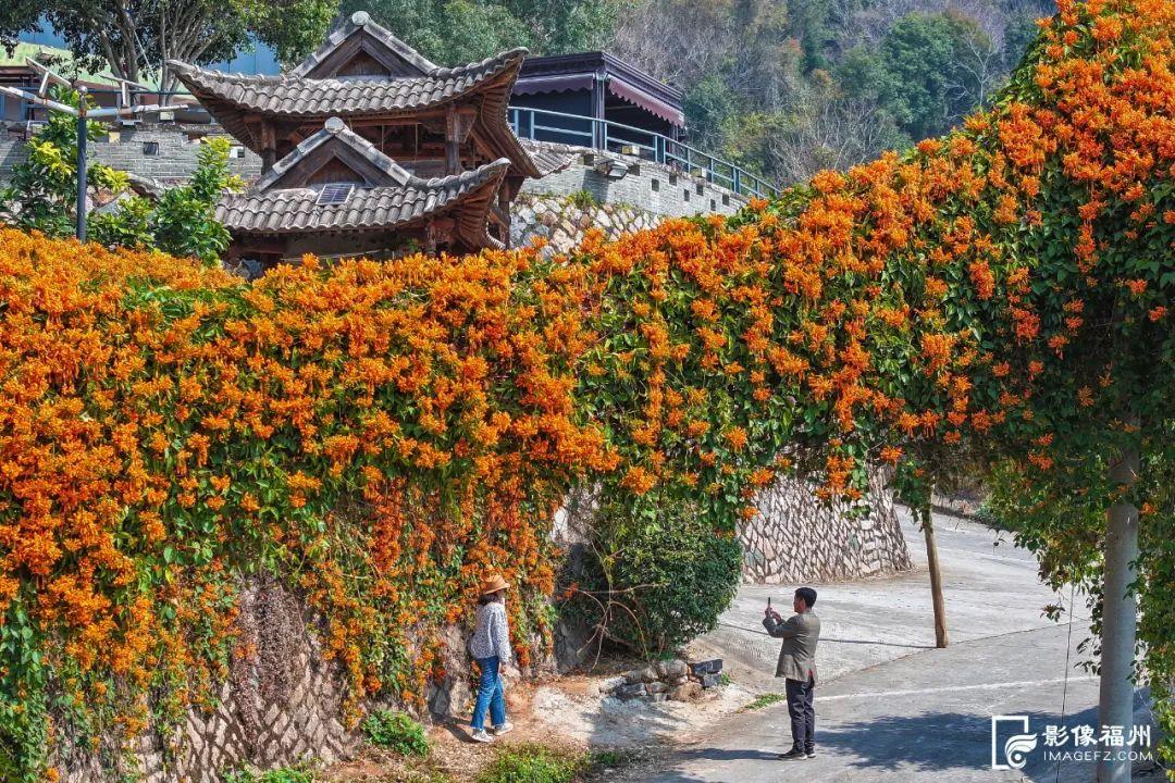 古寺“簪花”!福州绝美花瀑上线! 古寺“簪花”!福州绝美花瀑上线!