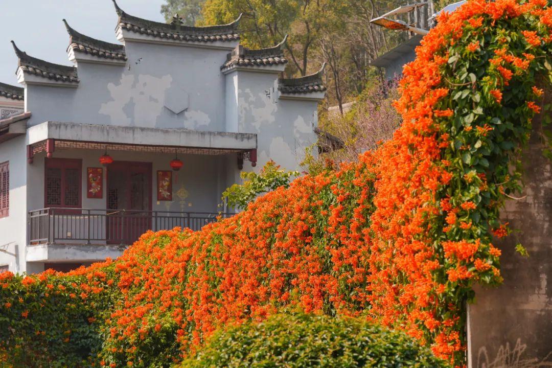 古寺“簪花”!福州绝美花瀑上线! 古寺“簪花”!福州绝美花瀑上线!