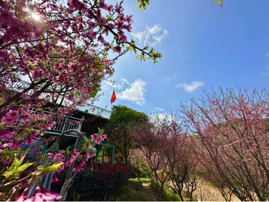 最美三月天！福州高新区这处绝美樱花开啦