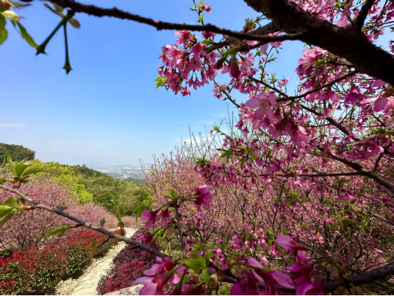 最美三月天！福州高新区这处绝美樱花开啦