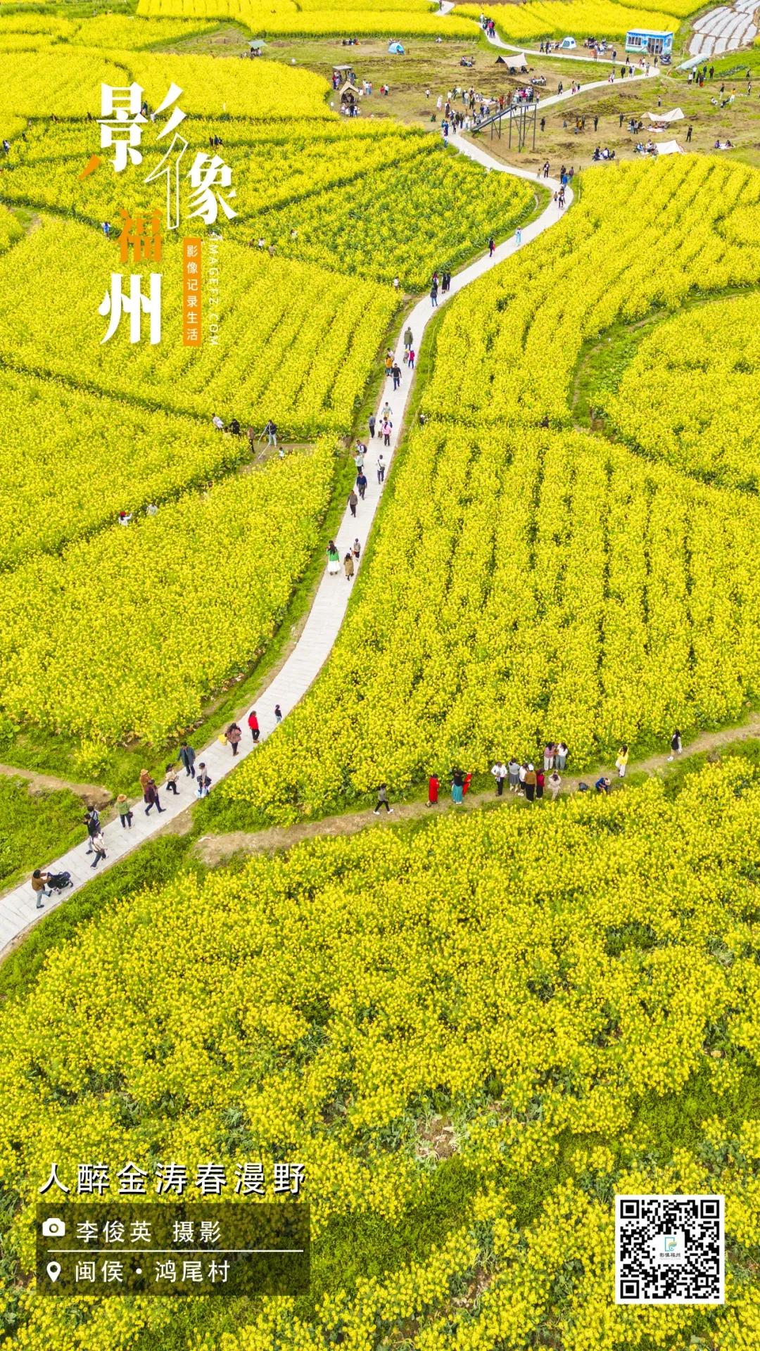 影像福州｜人醉金涛春漫野