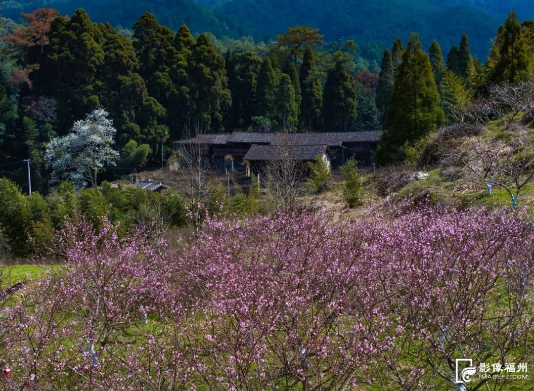 4000多株盛开!福州“桃花源”! 4000多株盛开!福州“桃花源”!