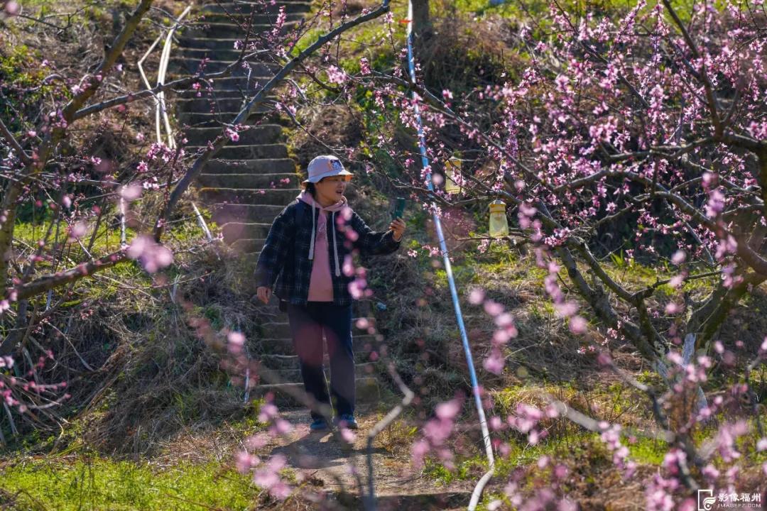 4000多株盛开!福州“桃花源”! 4000多株盛开!福州“桃花源”!