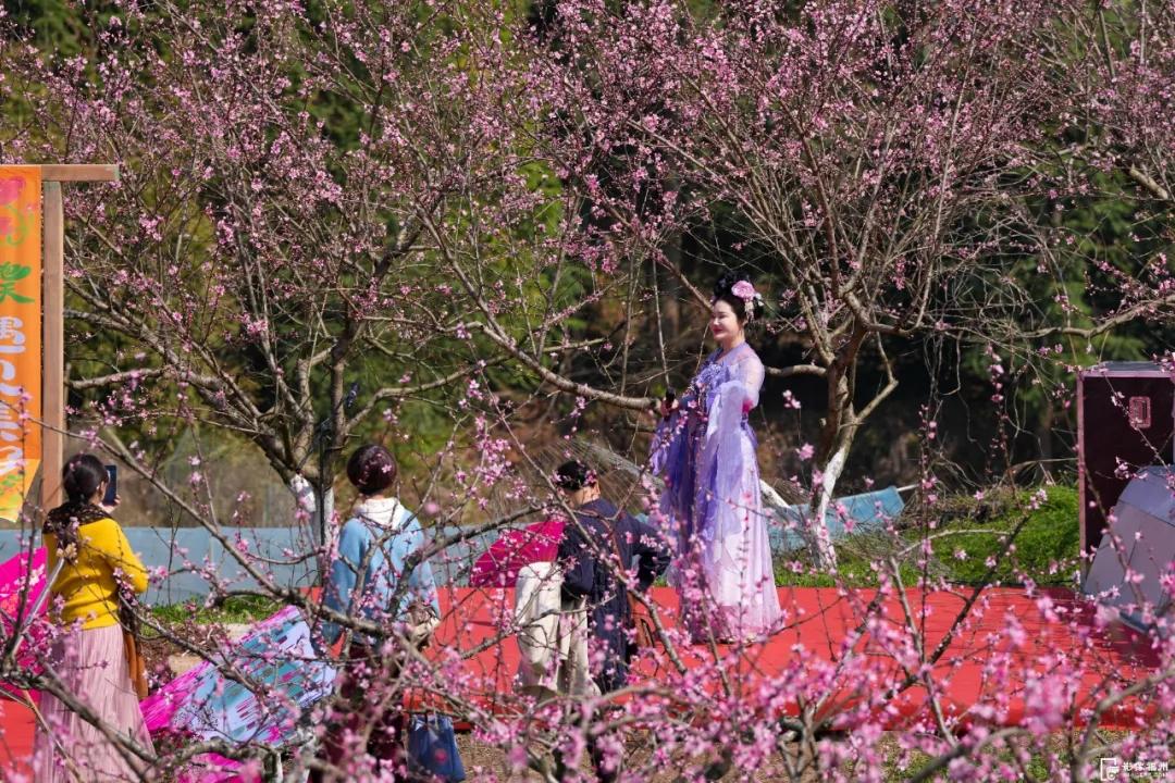 4000多株盛开!福州“桃花源”! 4000多株盛开!福州“桃花源”!