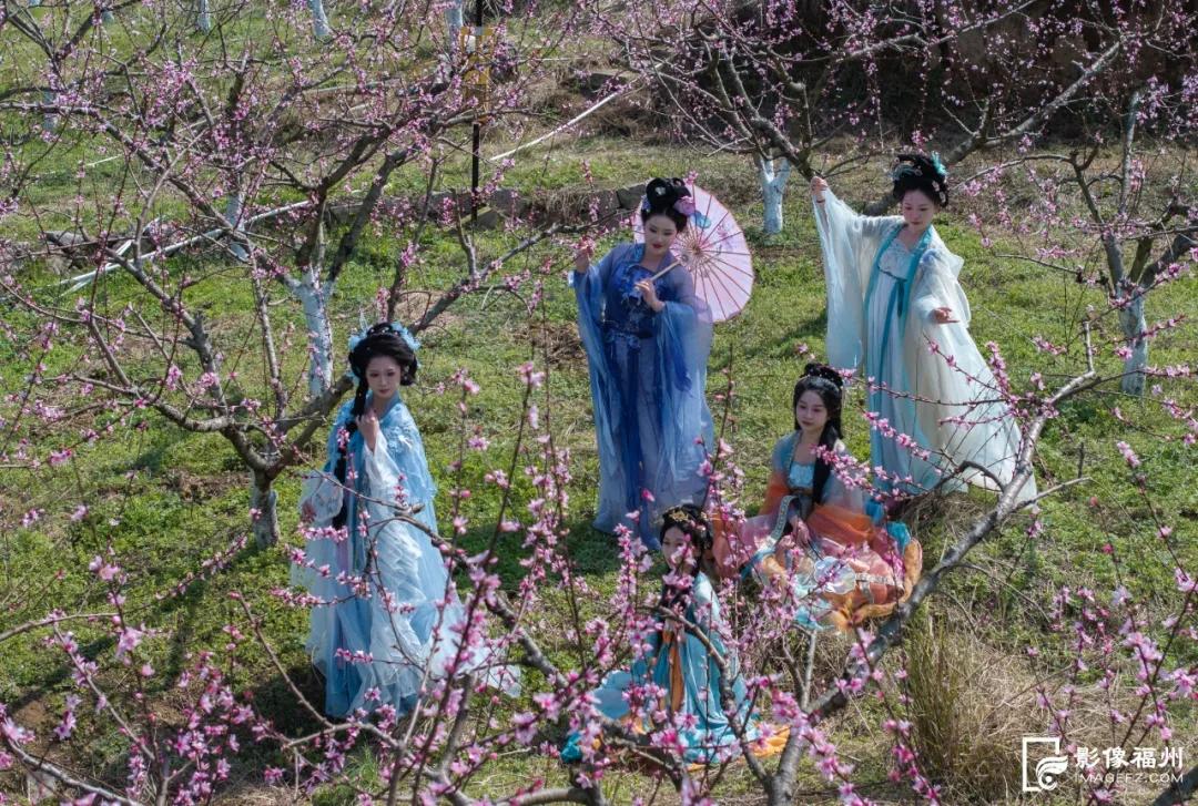 4000多株盛开!福州“桃花源”! 4000多株盛开!福州“桃花源”!