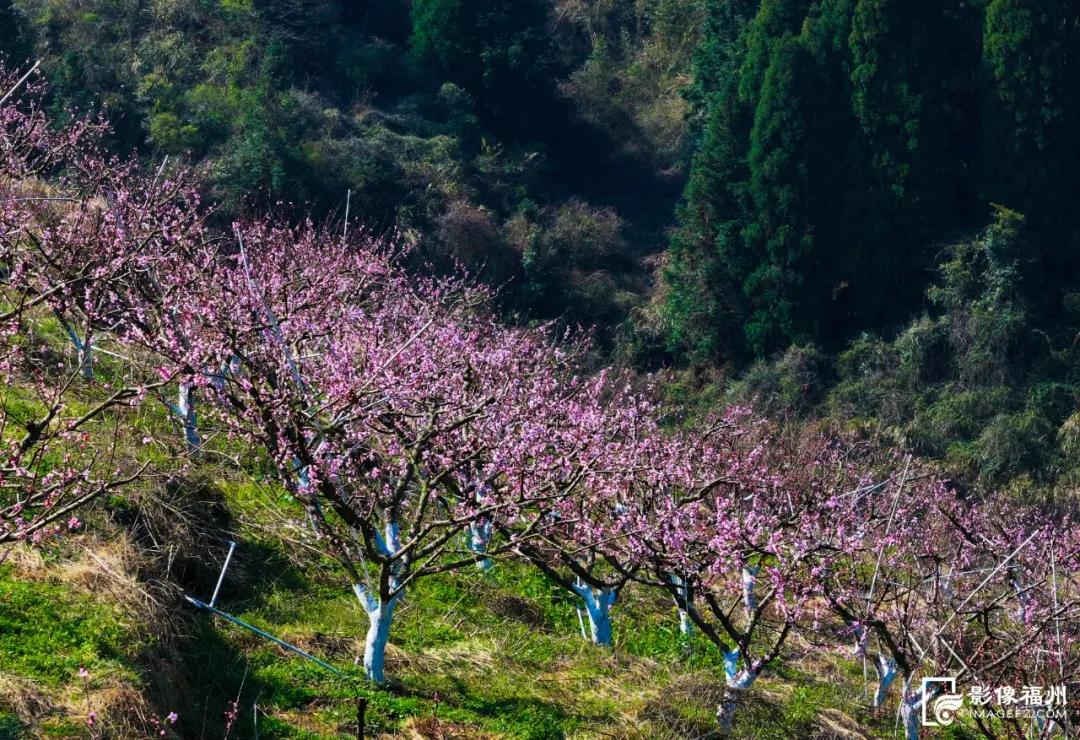 4000多株盛开!福州“桃花源”! 4000多株盛开!福州“桃花源”!