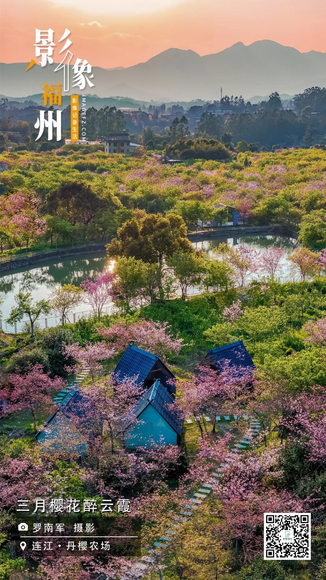 影像福州｜三月樱花醉云霞