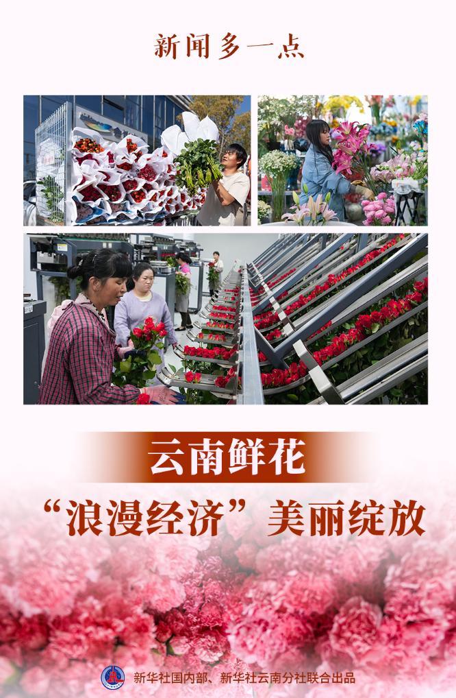 新闻多一点丨云南鲜花：“浪漫经济”美丽绽放