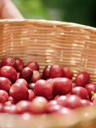 一眼心动的中国|来一杯云南小粒咖啡 一眼心动的中国|来一杯云南小粒咖啡