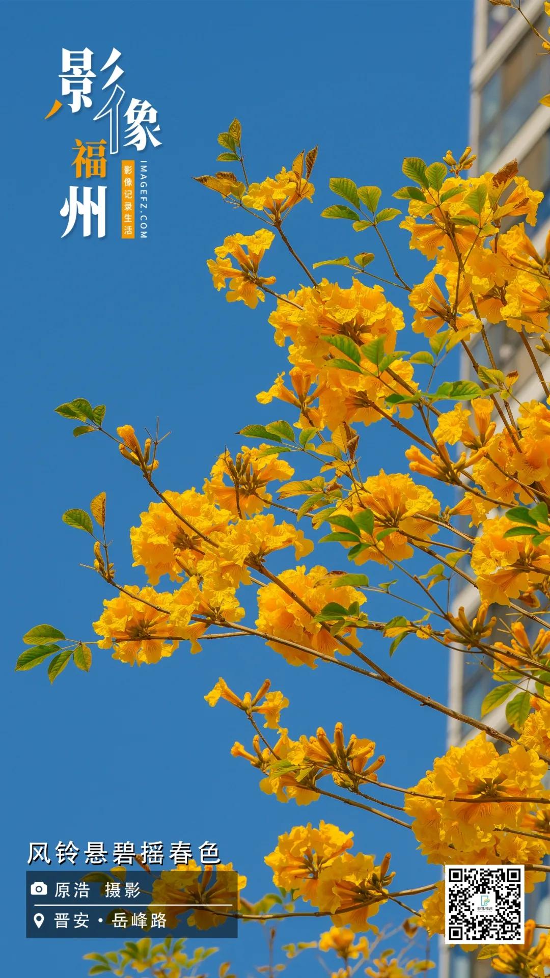 影像福州｜风铃悬碧摇春色