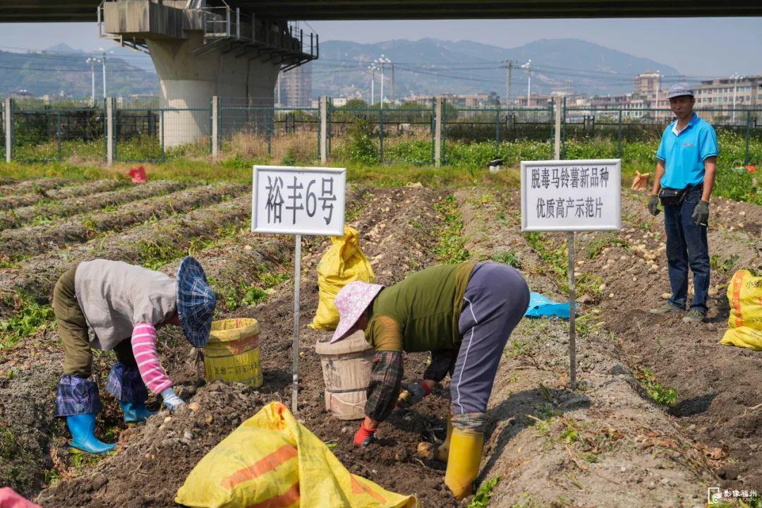 单个“薯王”3.2斤！福州千亩马铃薯迎丰收！