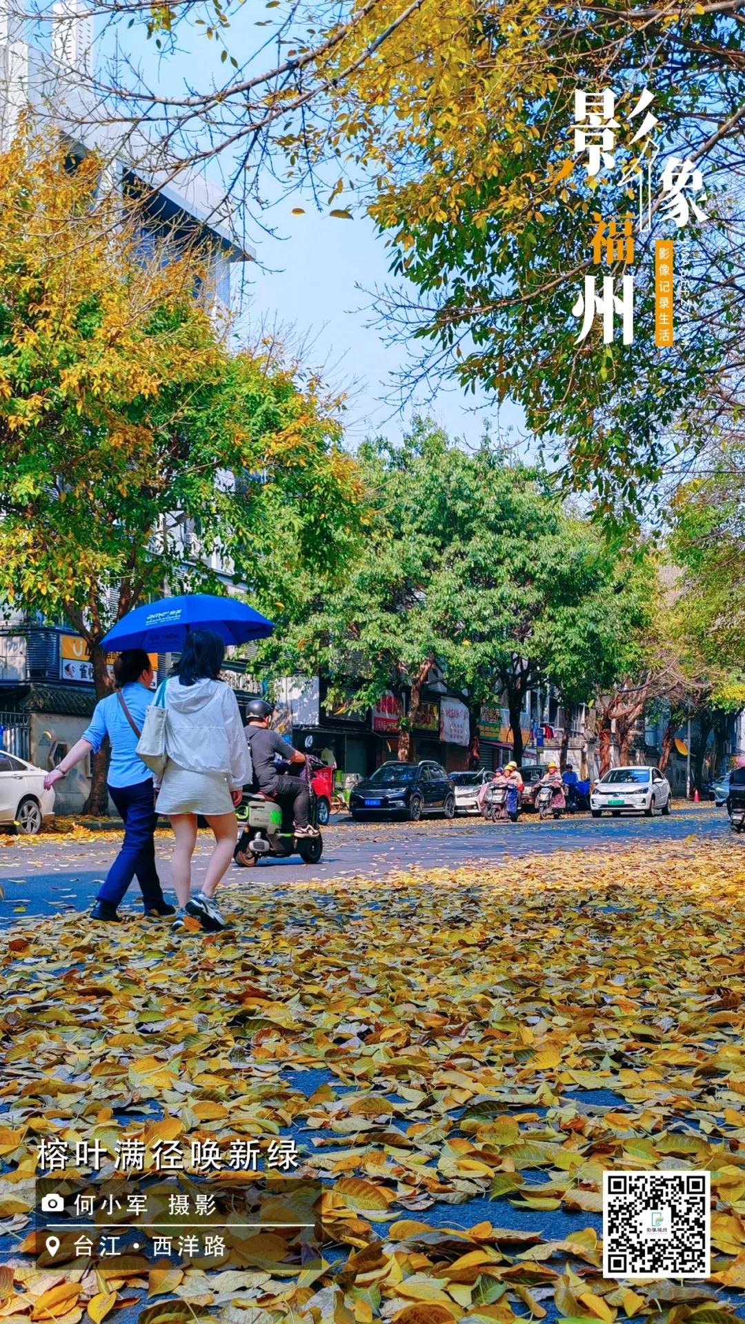 影像福州｜榕叶满径唤新绿