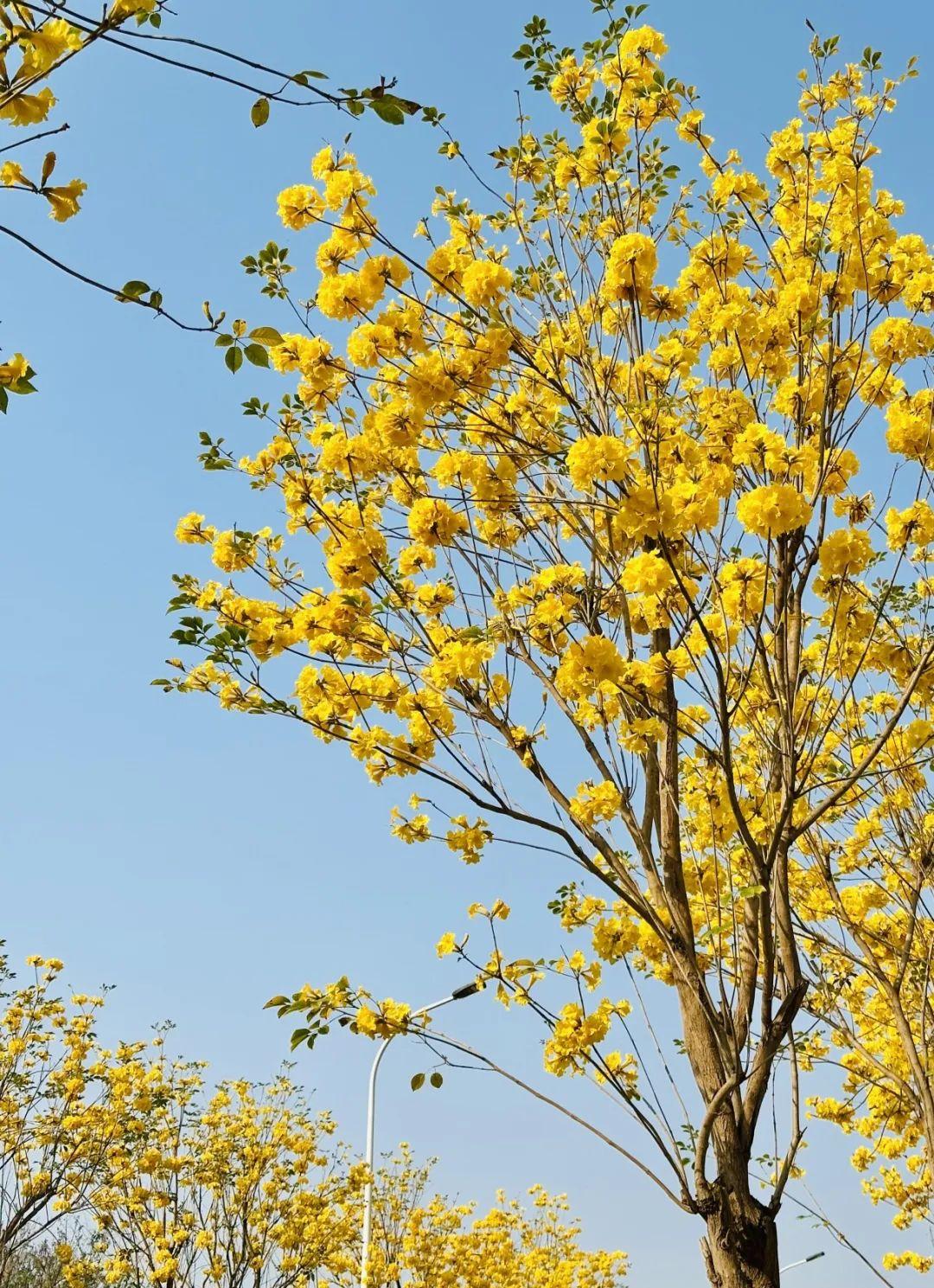 满城花开！“金”艳了福州的春天