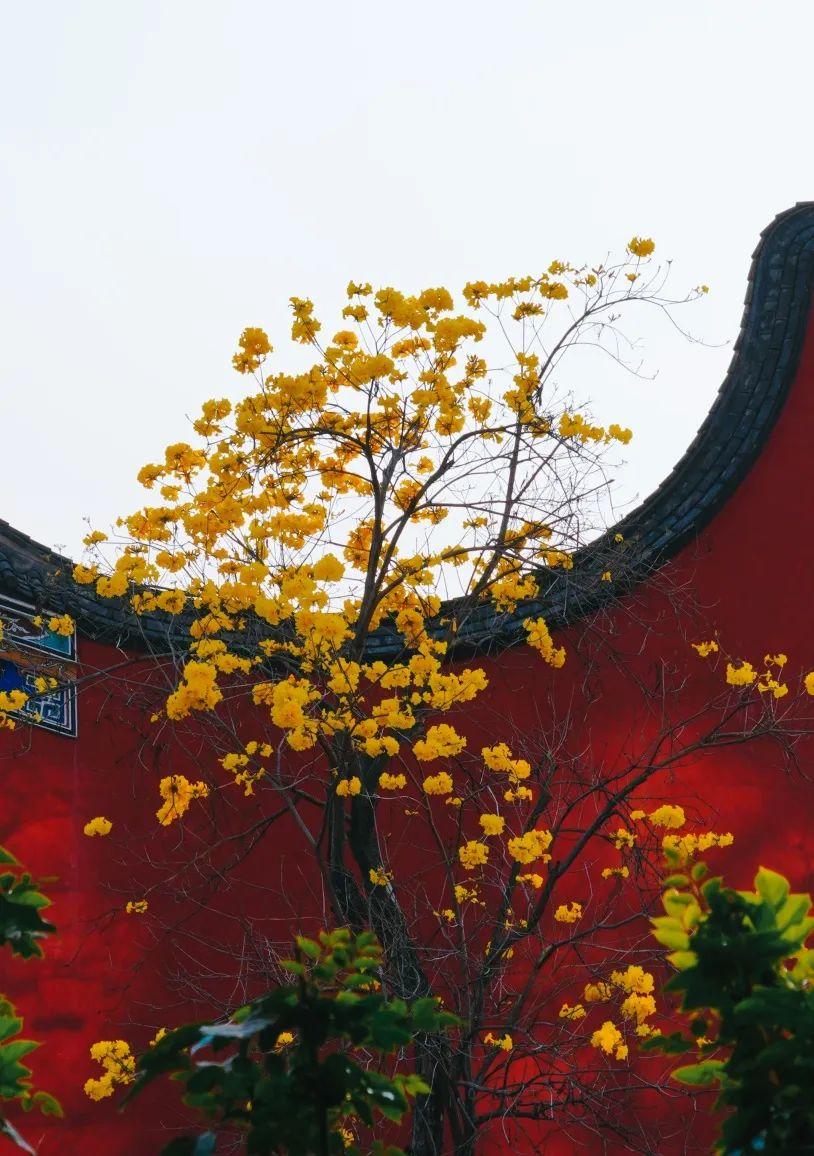 满城花开！“金”艳了福州的春天