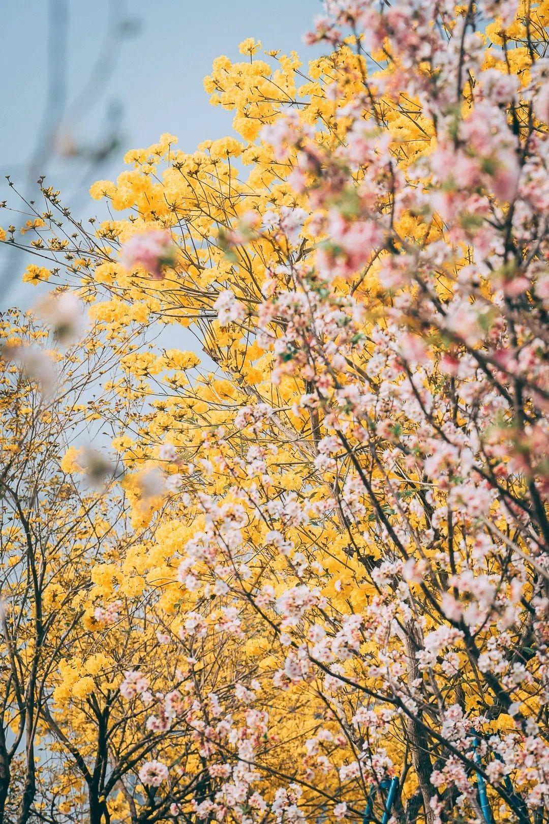 满城花开！“金”艳了福州的春天