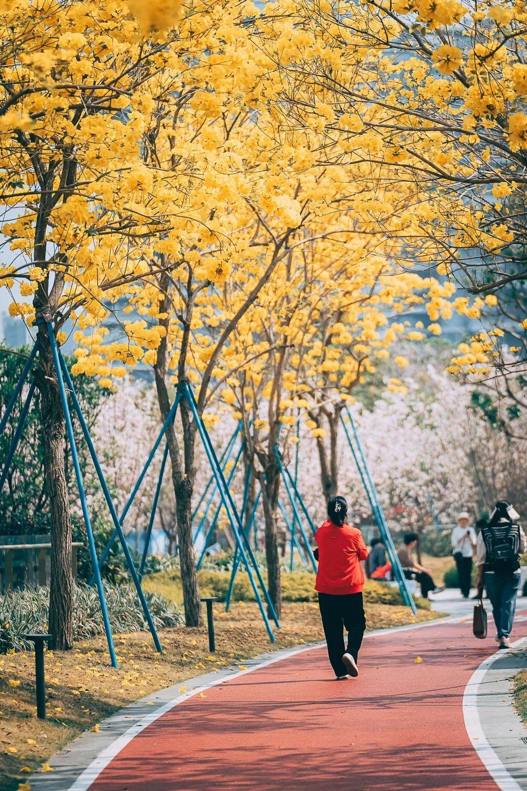 满城花开！“金”艳了福州的春天